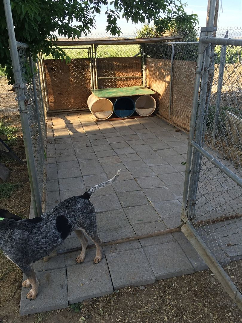 UKC Forums concrete vs elevated dog kennels?